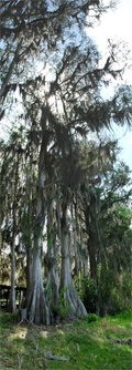 Florida Cypress Trees