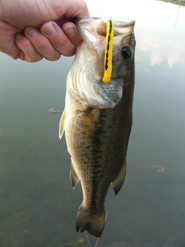 largemouth bass caught by the Anise Worm®