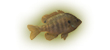 bluegill