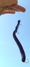 dangling aniseworm