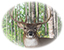 Whitetail buck