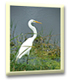 snowy egret