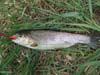 Rainbow_trout_on_bluegill_anise_worm